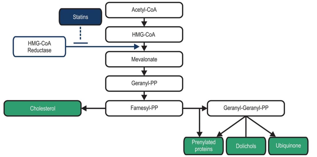 how statin drugs work