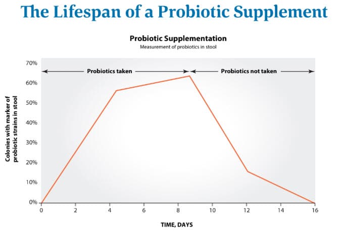 lifespan-of-a-probiotic