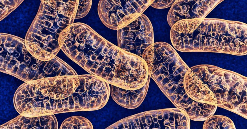 mitochondria and fat loss