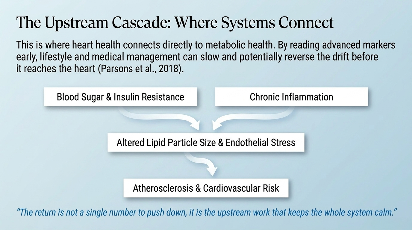 Upstream cascade showing how blood sugar and inflammation drive cardiovascular risk